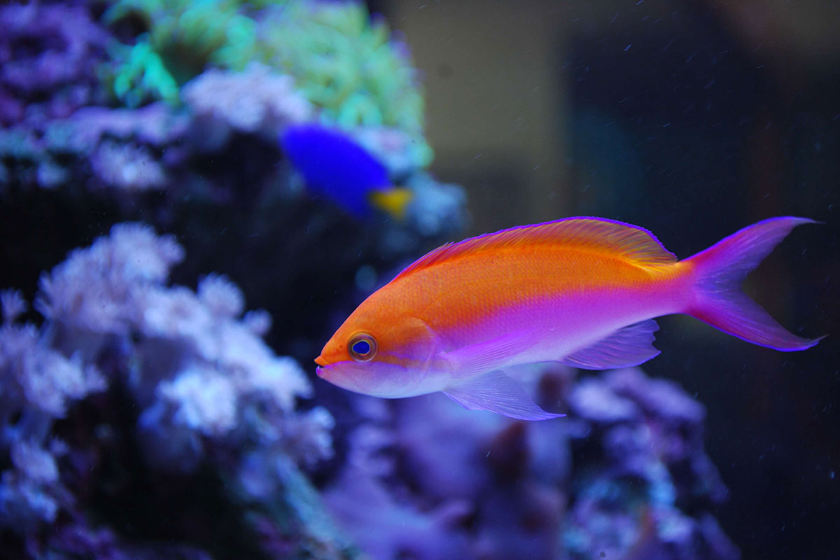 Aquarium blog