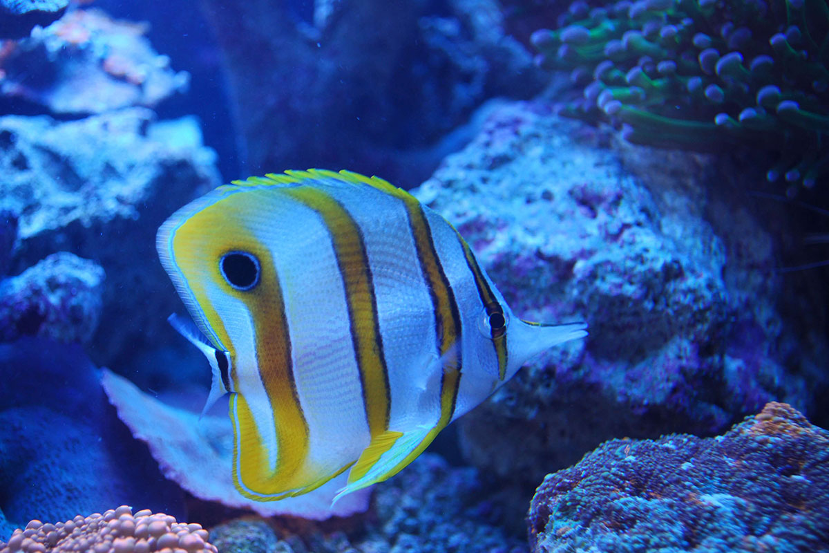 Aquarium blog
